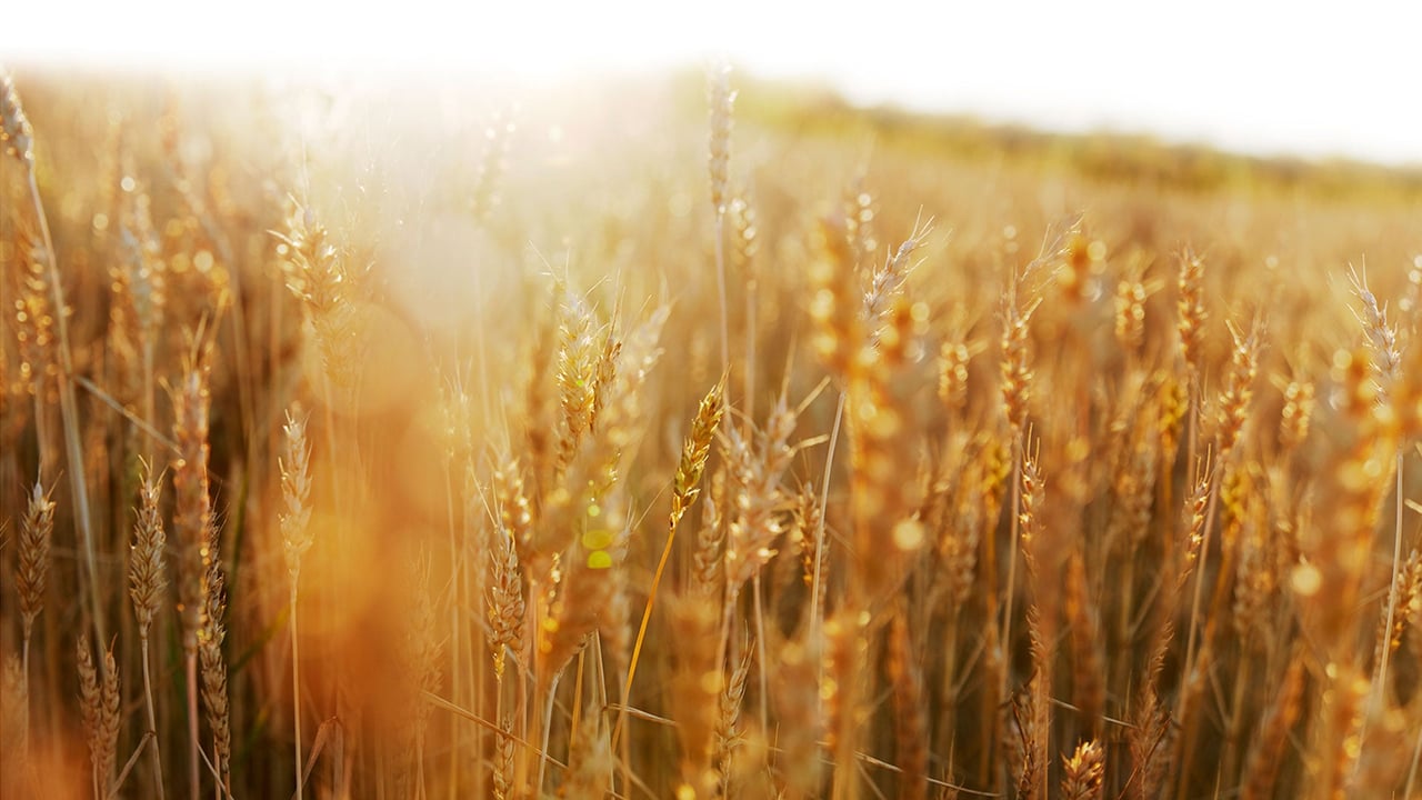Field