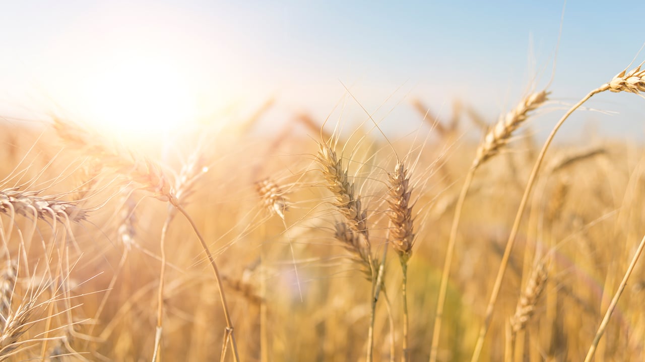 A field in the sun