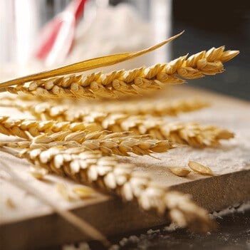 Wheat stalks on a cutting board